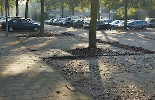 Aarnouts