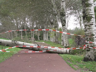 abelen bij fietspad