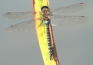 aeshna mixta