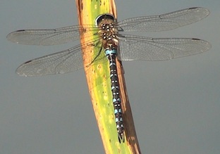 aeshna mixta 1