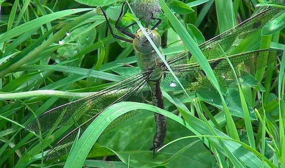 anax imperator v