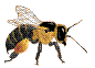bc