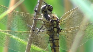 bl-tailed skimmer copy