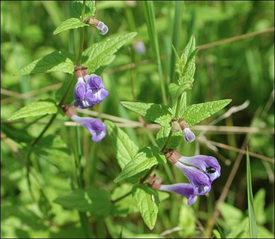 blauw glidkruid