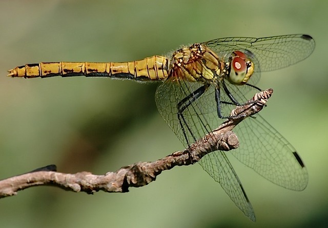 bloedrode heidelibel