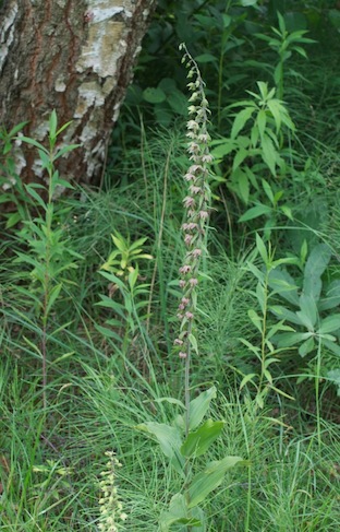 bredewespenorchis