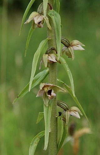 Bredewespenorchis2