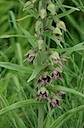 Brede wespenorchis