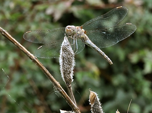 bruinrode heidelibel