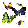 butterflies_different_colors_sm_nwm