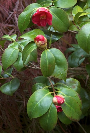 camelia