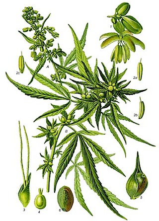 cannabis_sativa_l