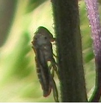 cicadenimf