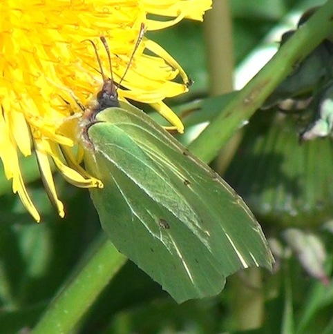 citroenvlinder