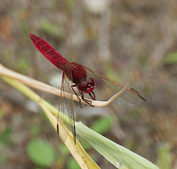 crocothemis erythraea