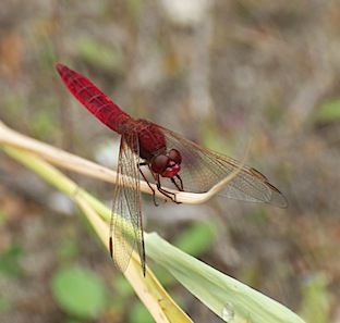 crocothemis erythraea copy