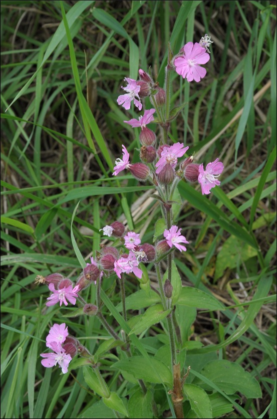 dagkoekoeksbloem