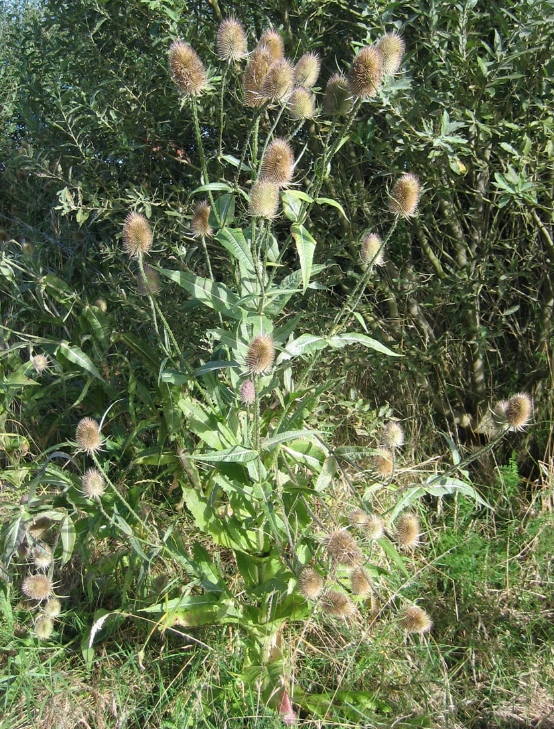 Dipsacus