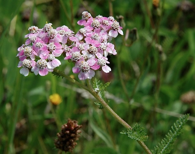 Duizendblad