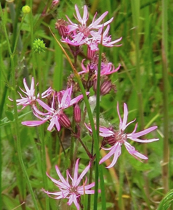 echte koekoeksbloem