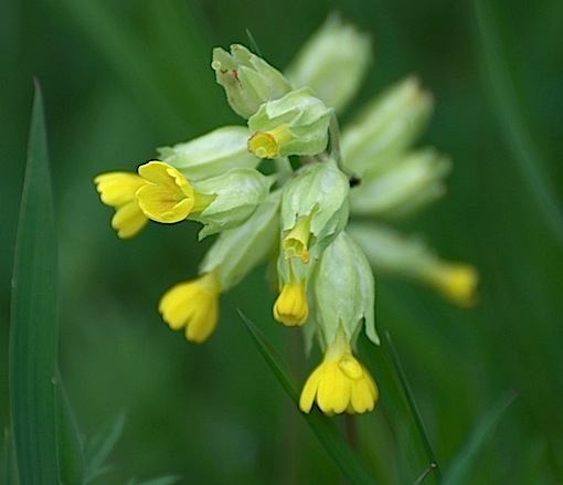 Echte sleutelbloem