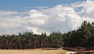 forestclouds