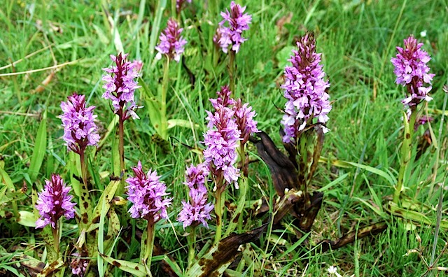 Gevlekte orchis