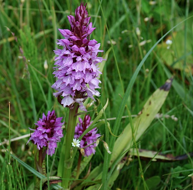 Gevlekte orchis