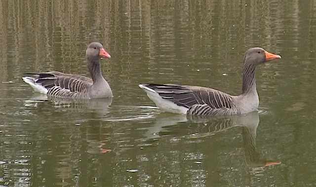 grauwe gans