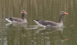 grauwe gans ven