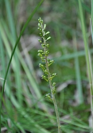 grkeverorchis