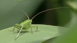 groene sprinkhaan