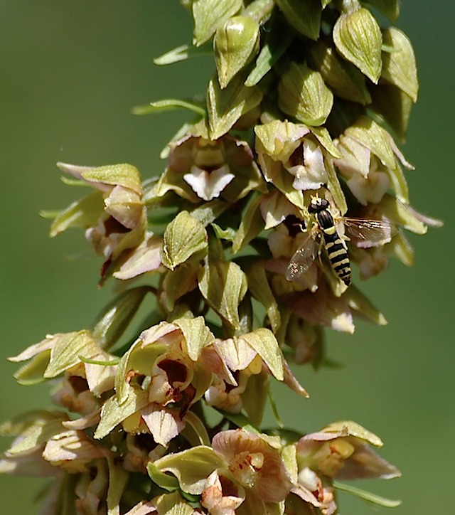 grootlanglijfje