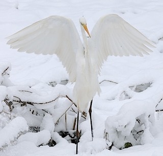 grote_zilverreiger