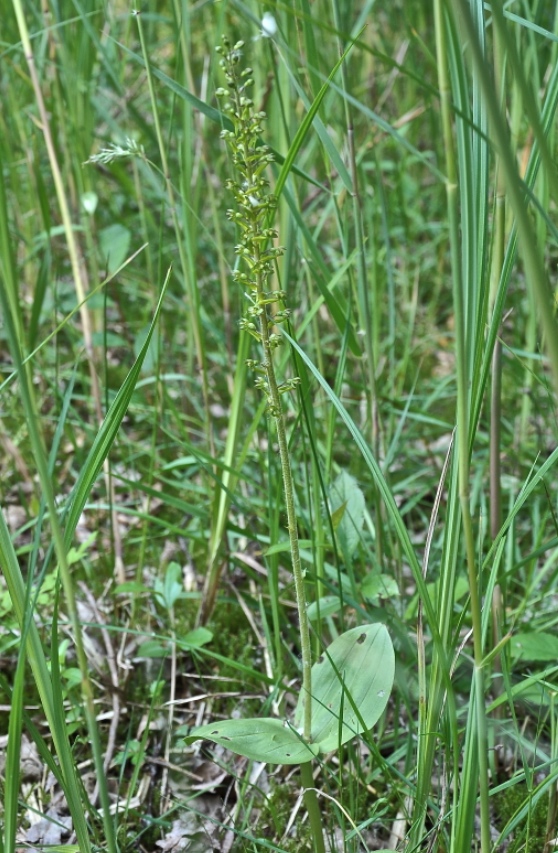 grotekeverorchis