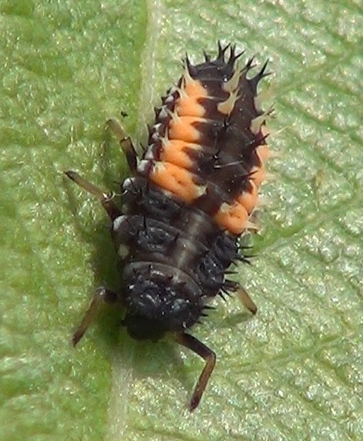 Harmonia axyridis