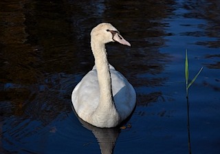 jonge zwaan