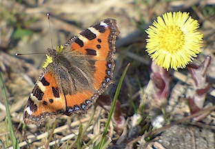 kleine vos