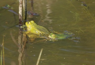 kleinegroenekikker