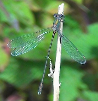 lestesviridis2