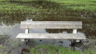 moerasbankje