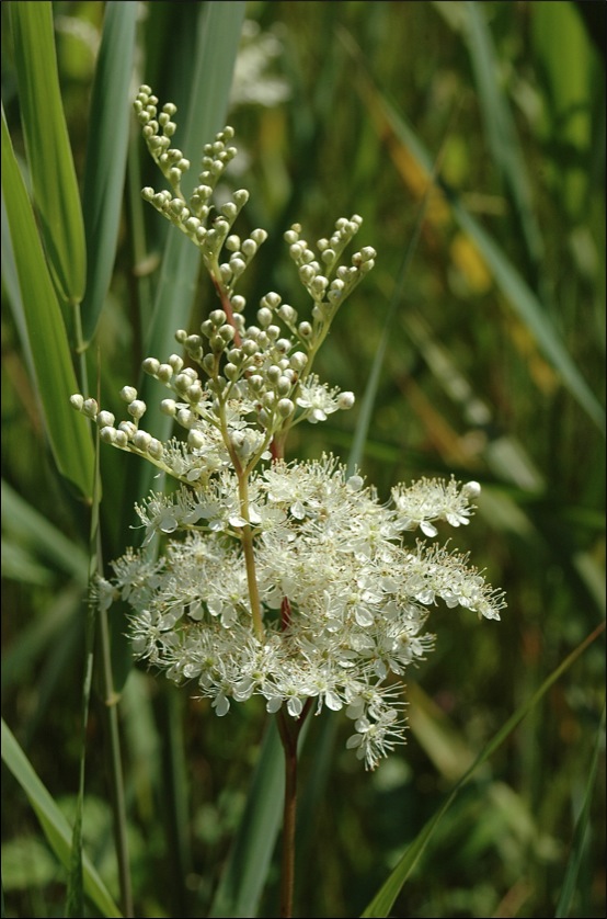 moerasspirea