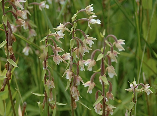 Moeraswespenorchis