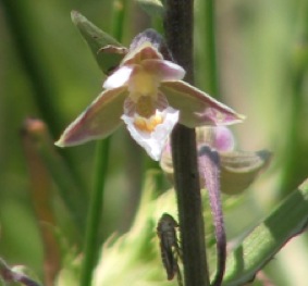 moeraswespenorchis1