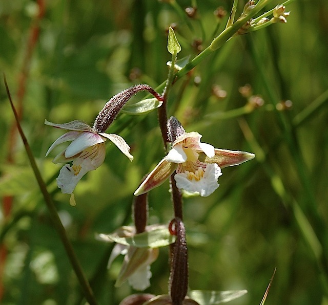 Moerasworchis