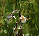 Moeraswespenorchis (bloem)