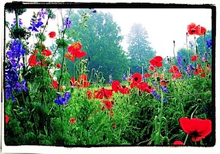 Monticello poppies