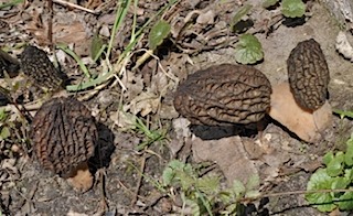 Morchella elata