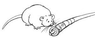 mouse