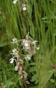 Moeraswespenorchis